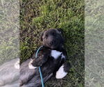 Small #1 Akita-Anatolian Shepherd Mix
