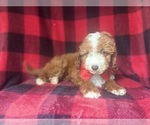Small #7 Cavapoo