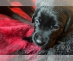 Small Photo #10 Labrador Retriever Puppy For Sale in GIG HARBOR, WA, USA