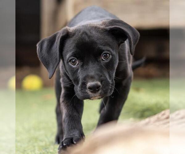 Medium Photo #3 Labrador Retriever-Unknown Mix Puppy For Sale in San Diego, CA, USA