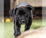 Small #2 Labrador Retriever Mix