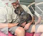 Small Photo #5 Rotticorso Puppy For Sale in REEVESVILLE, SC, USA