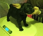 Image preview for Ad Listing. Nickname: Litter of 9
