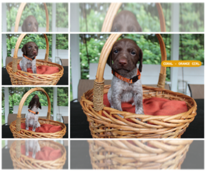 German Shorthaired Pointer Puppy for Sale in QUITMAN, Texas USA