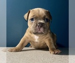 Image preview for Ad Listing. Nickname: Litter of 6