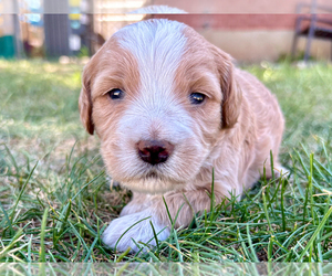 Bernedoodle (Miniature) Puppy for sale in ROY, UT, USA