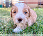 Small Bernedoodle (Miniature)