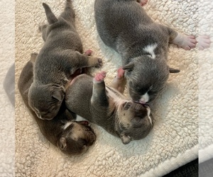 American Bully Puppy for sale in CALLAWAY, MD, USA