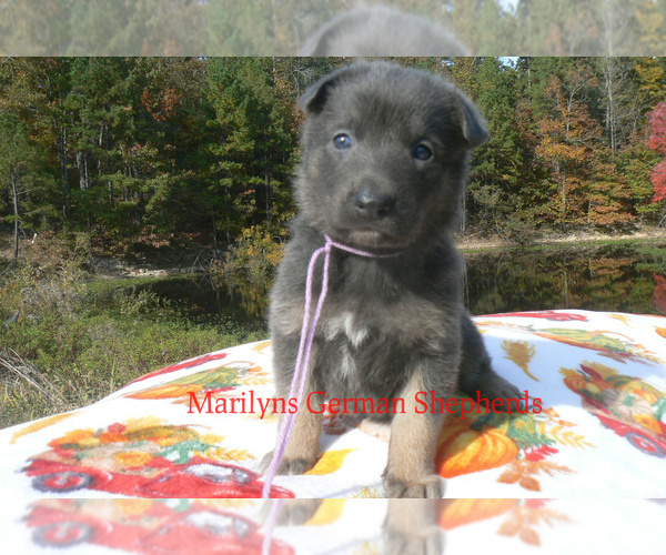 Medium Photo #2 German Shepherd Dog Puppy For Sale in PIEDMONT, MO, USA