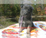 Lavender Pine - Female German Shepherd Dog Puppy for Sale - Photo #2