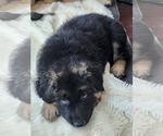 Small Photo #1 German Shepherd Dog Puppy For Sale in BENTON, LA, USA