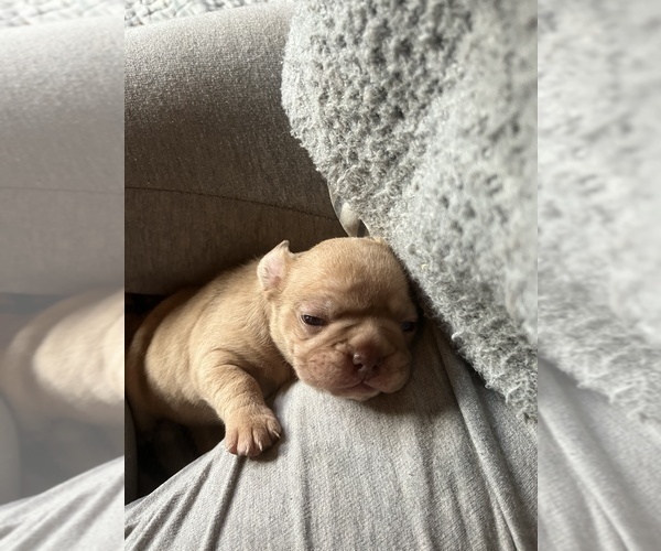 Medium Photo #14 Frenchie Pug Puppy For Sale in BLOOMINGTON, IL, USA