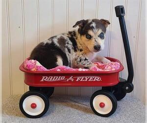 Mutt Dogs for adoption in Camarillo, CA, USA
