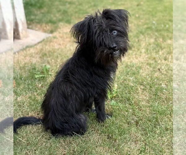 Medium Photo #2 Shih Tzu-Unknown Mix Puppy For Sale in Grafton, WI, USA