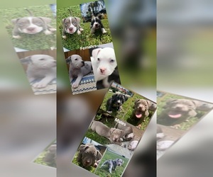 American Bully Puppy for sale in MIAMI, FL, USA