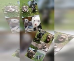 Small American Bully