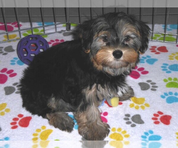 Medium Photo #6 Havashire Puppy For Sale in ORO VALLEY, AZ, USA