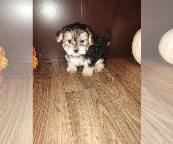 Medium Photo #4 Morkie Puppy For Sale in LAPEER, MI, USA