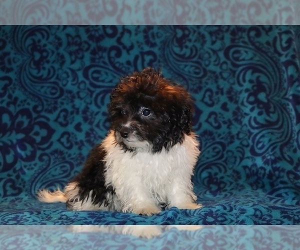 Medium Photo #12 Goldendoodle (Miniature) Puppy For Sale in DYERSBURG, TN, USA