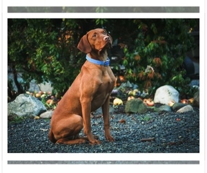 Father of the Vizsla puppies born on 12/26/2022