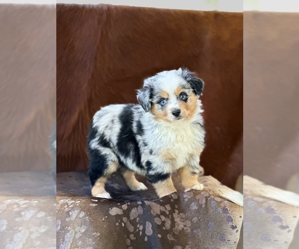 Medium Photo #3 Miniature Australian Shepherd Puppy For Sale in WESLEY CHAPEL, FL, USA