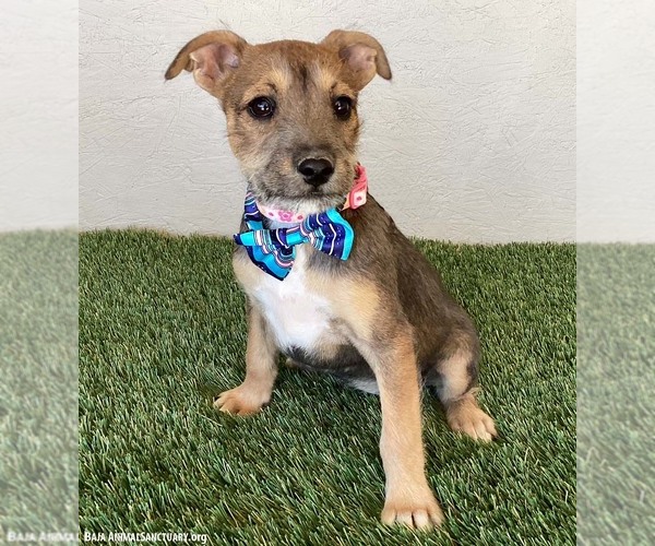 Medium Photo #3 Jack Russell Terrier-Miniature Schnauzer Mix Puppy For Sale in San Diego, CA, USA