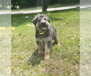 German Shepherd Dog Puppy for sale in STRAWBERRY PLAINS, TN, USA