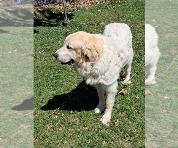 Medium Photo #1 Great Pyrenees Puppy For Sale in BANCROFT, WI, USA