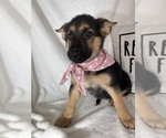 Small #2 German Shepherd Dog