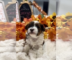 YorkiePoo Litter for sale in MONTGOMERY VILLAGE, MD, USA