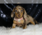 Small Photo #111 Dachshund Puppy For Sale in WARSAW, IN, USA