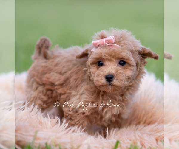 Medium Photo #6 Maltipoo (Miniature) Puppy For Sale in WARSAW, IN, USA