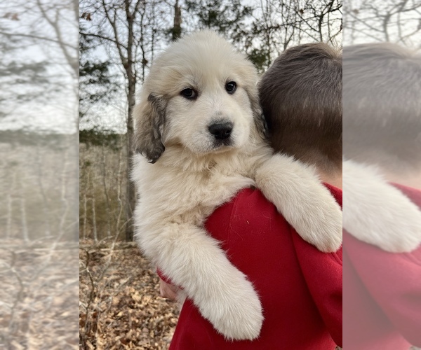 Medium Photo #2 Great Pyrenees Puppy For Sale in KIRBYVILLE, MO, USA