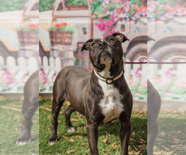 Medium Photo #2 American Staffordshire Terrier Puppy For Sale in Mooresville, NC, USA