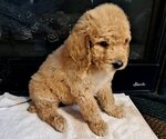 Puppy Male 2 Goldendoodle