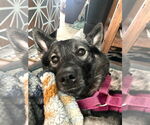 Small #3 Norwegian Elkhound