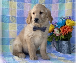 Golden Retriever Puppy for sale in LANCASTER, PA, USA