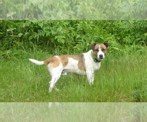 Jack Russell Terrier Puppy for sale in WOLCOTT, VT, USA