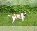 Image preview for Ad Listing. Nickname: Snickers