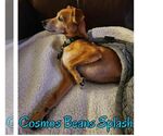 Small #9 Chiweenie