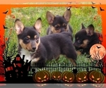 Small Photo #63 Pembroke Welsh Corgi-Scottish Terrier Mix Puppy For Sale in GREELEY, CO, USA