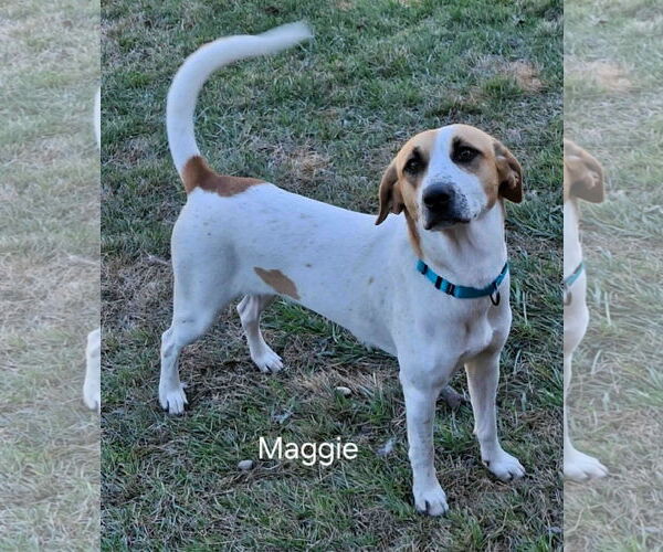 Medium Photo #1 Mutt Puppy For Sale in Geneva, OH, USA