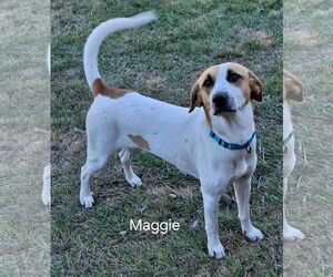 Mutt Dogs for adoption in Geneva, OH, USA