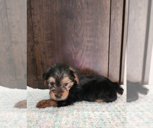 Yorkshire Terrier Puppy for sale in MERIDIANVILLE, AL, USA