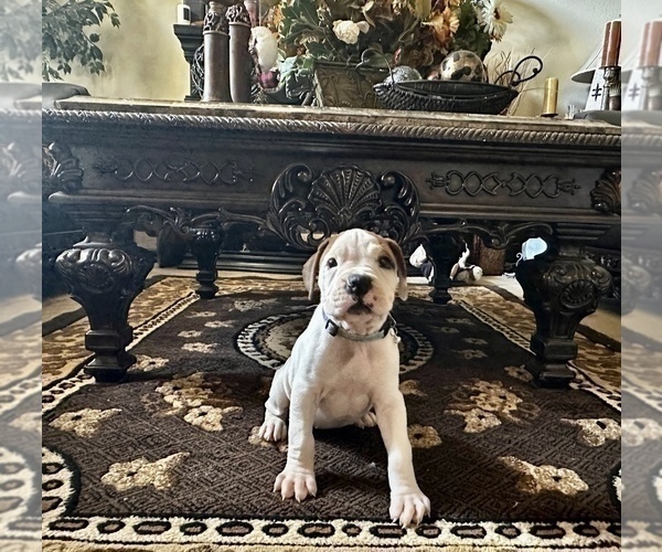 Medium Photo #8 Boxer Puppy For Sale in MURRIETA, CA, USA