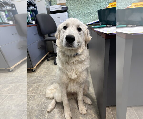 Medium Photo #2 Great Pyrenees Puppy For Sale in Rustburg, VA, USA