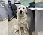 Small #1 Great Pyrenees