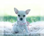 Puppy Tinkerbell Chihuahua