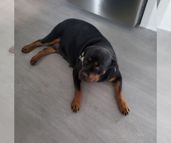 Medium Photo #2 Rottweiler Puppy For Sale in Miami, FL, USA