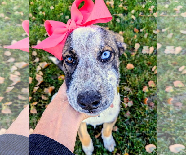 Medium Photo #3 Mutt Puppy For Sale in Sandy, UT, USA